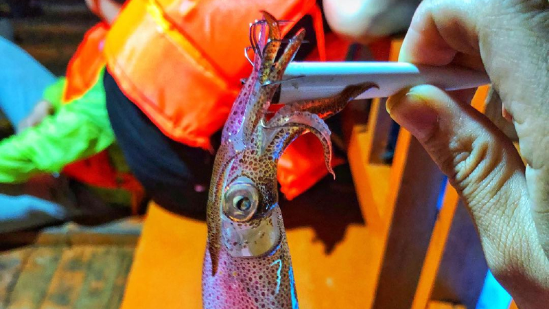 Câu mực tại Trà Cổ